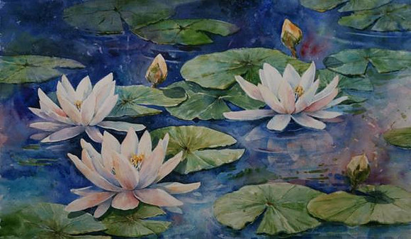 Water Lily